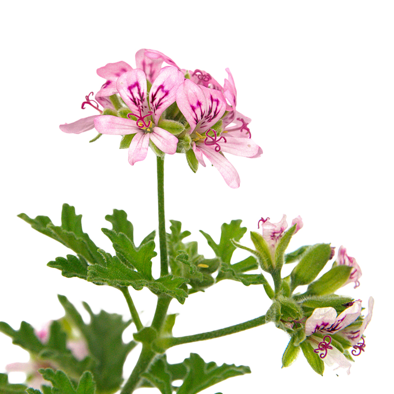 geranium rosat cv bourbon